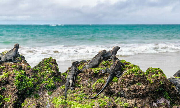 Fun Things You Can Do on The Galapagos Island
